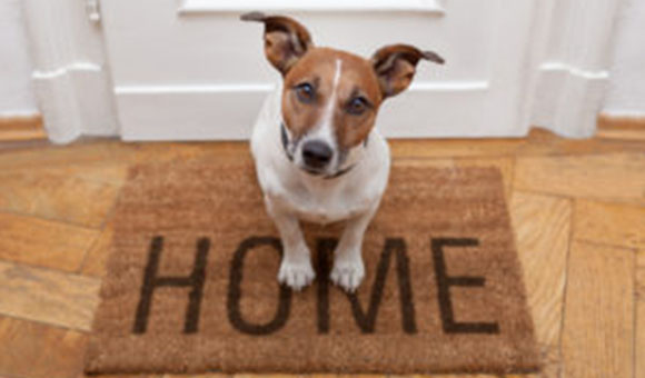 Dog on a welcome home mat with house covered by home insurance in Holland, OH