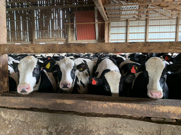 Cows Lined Up in Barn with Farm Insurance in Holgate, Ohio 