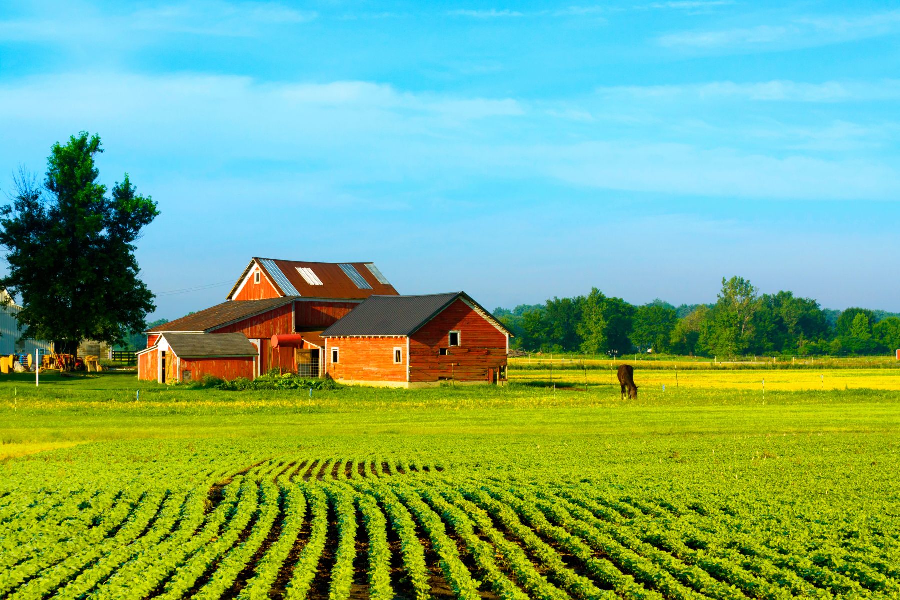 Barn on Farm with Affordable Farm Insurance in Hamler, Ohio 